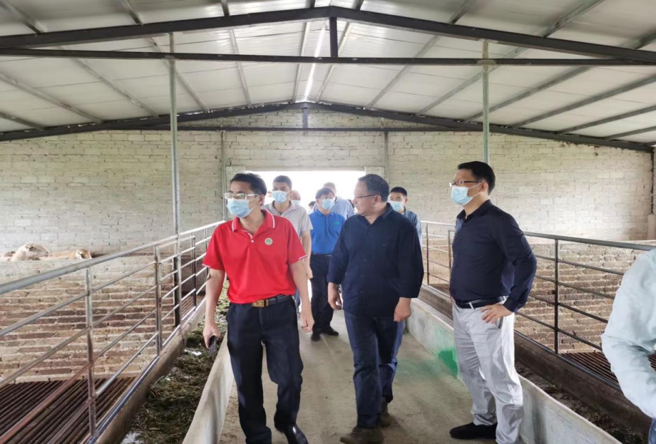 木薯、牧草及畜牧专家对澳笠羊场饲料本地化进行联合现场办公