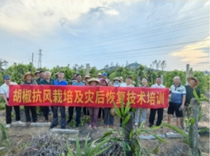 咖啡海南万宁试验站持续开展胡椒台风灾后复产减损技术培训