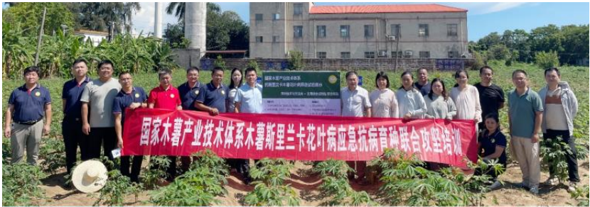 体系首席带队深入北海疫区，考察并部署斯里兰卡木薯花叶病防控应急方案