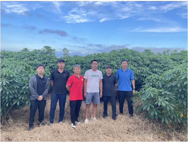国家木薯产业技术体系岗站专家深入一线指导木薯生产