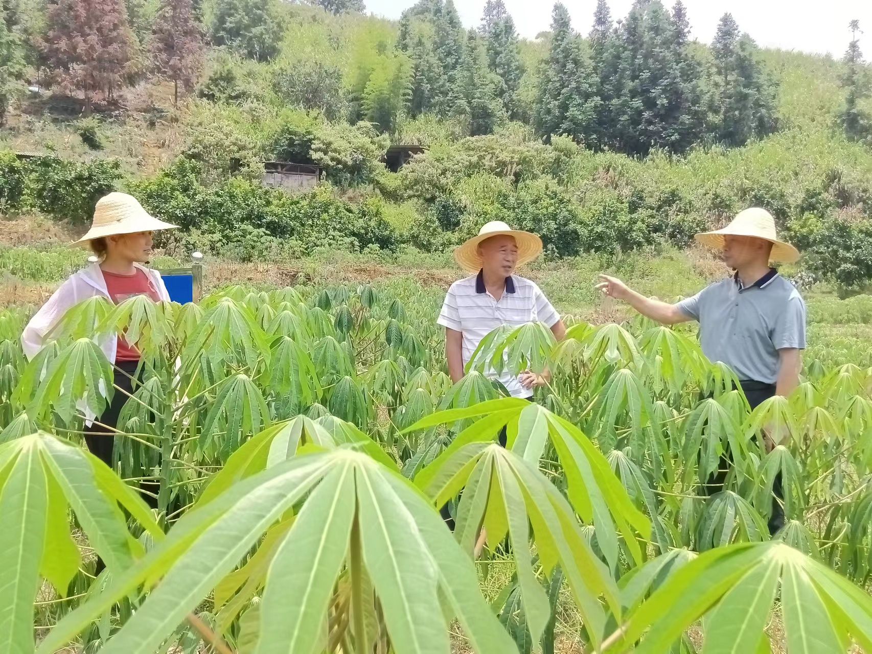 木薯栽培生理岗位科学家到三明站调研