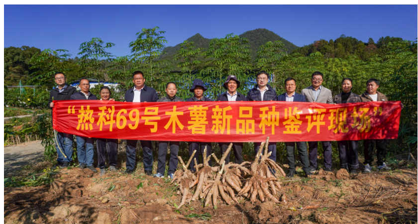 开展 “热科69号”木薯新品种国审现场鉴评工作
