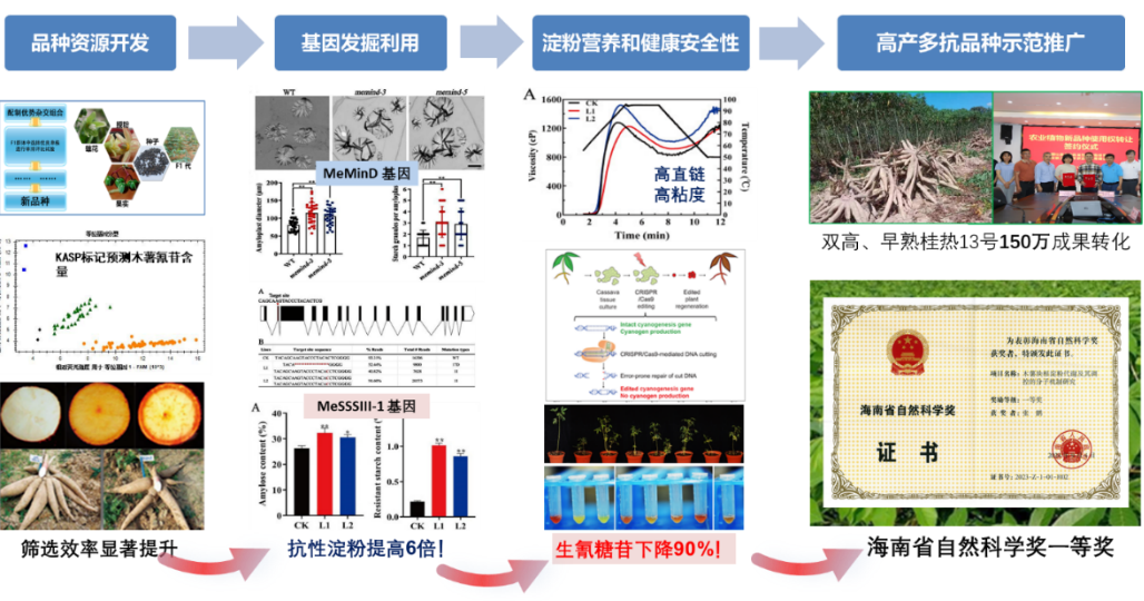 木薯从“芯”到“田”的跃升（记国家特色热带作物产业技术体系十四五工作进展之一）