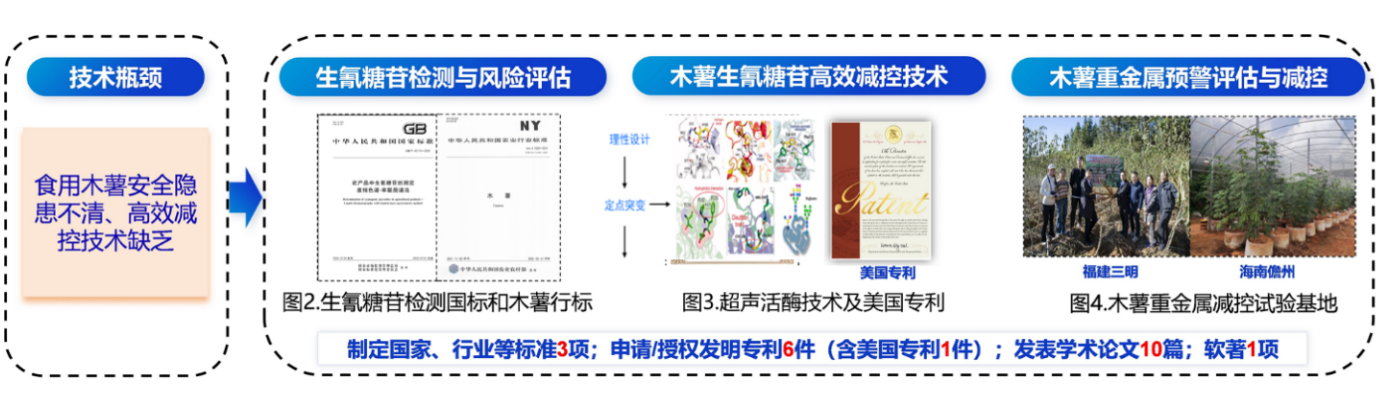 用“安与鲜”的技术，护航食用木薯产业 （记国家特色热带作物产业技术体系十四五工作进展之五）
