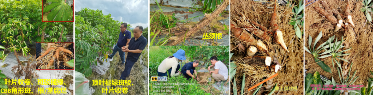 体系病害防控岗位问诊木薯疑难杂症