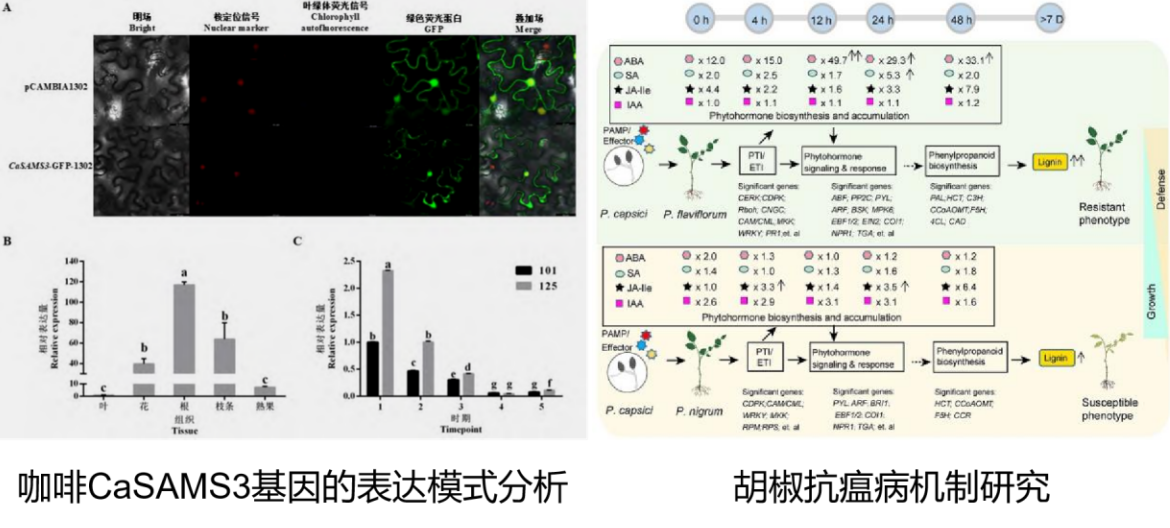 “苦”尽“甘”来，铺就热作提质增效路（记国家特色热带作物产业技术体系十四五工作进展之七）