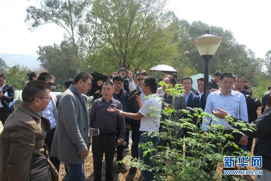 2019年中国辣木产业大会暨联盟3周年活动在昆明举行 